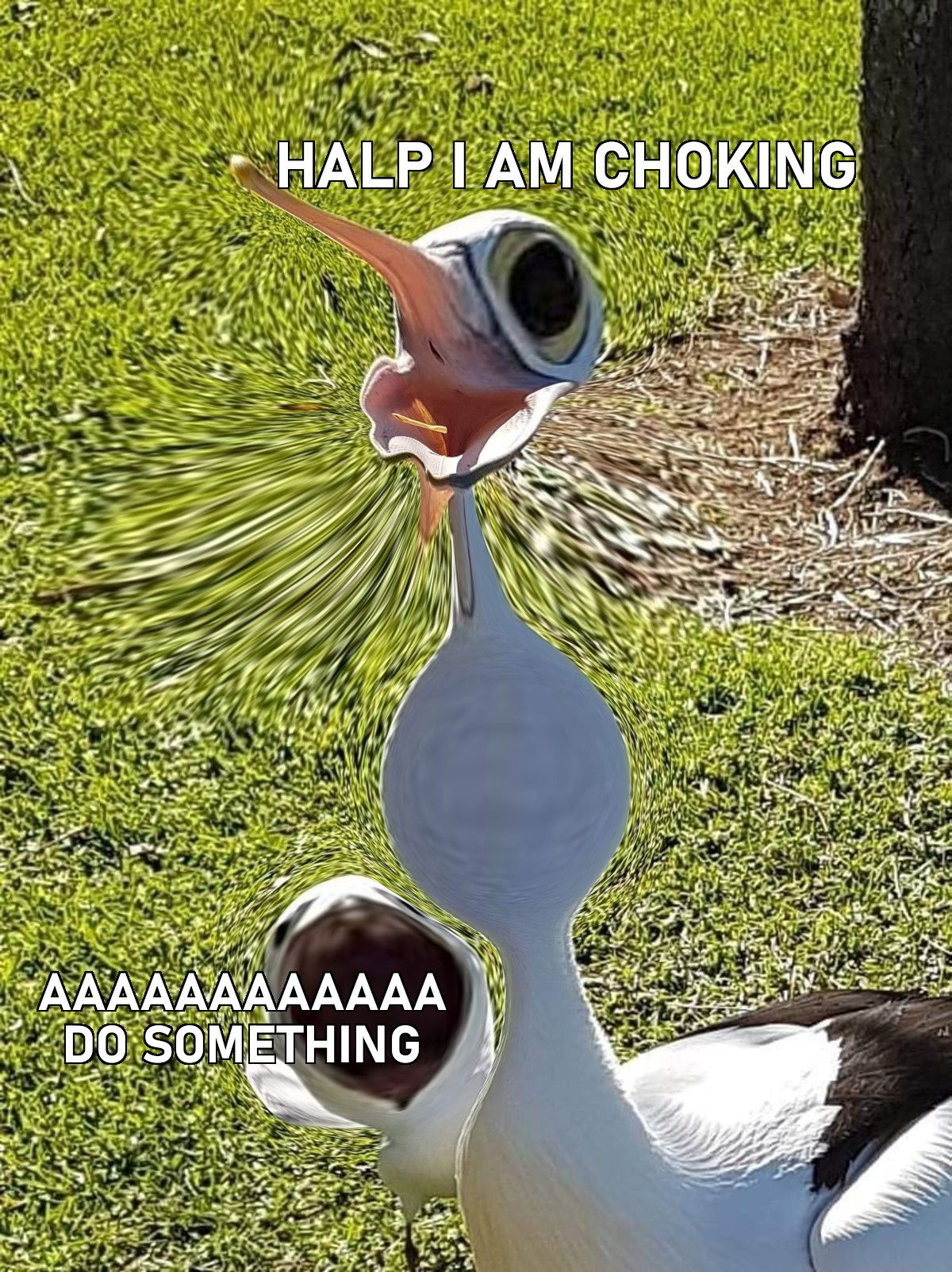 Please help choking birb