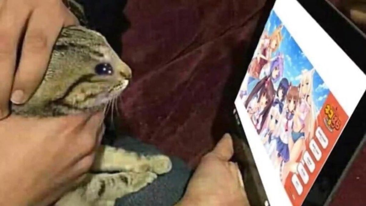how to turn your cat into a catgirl