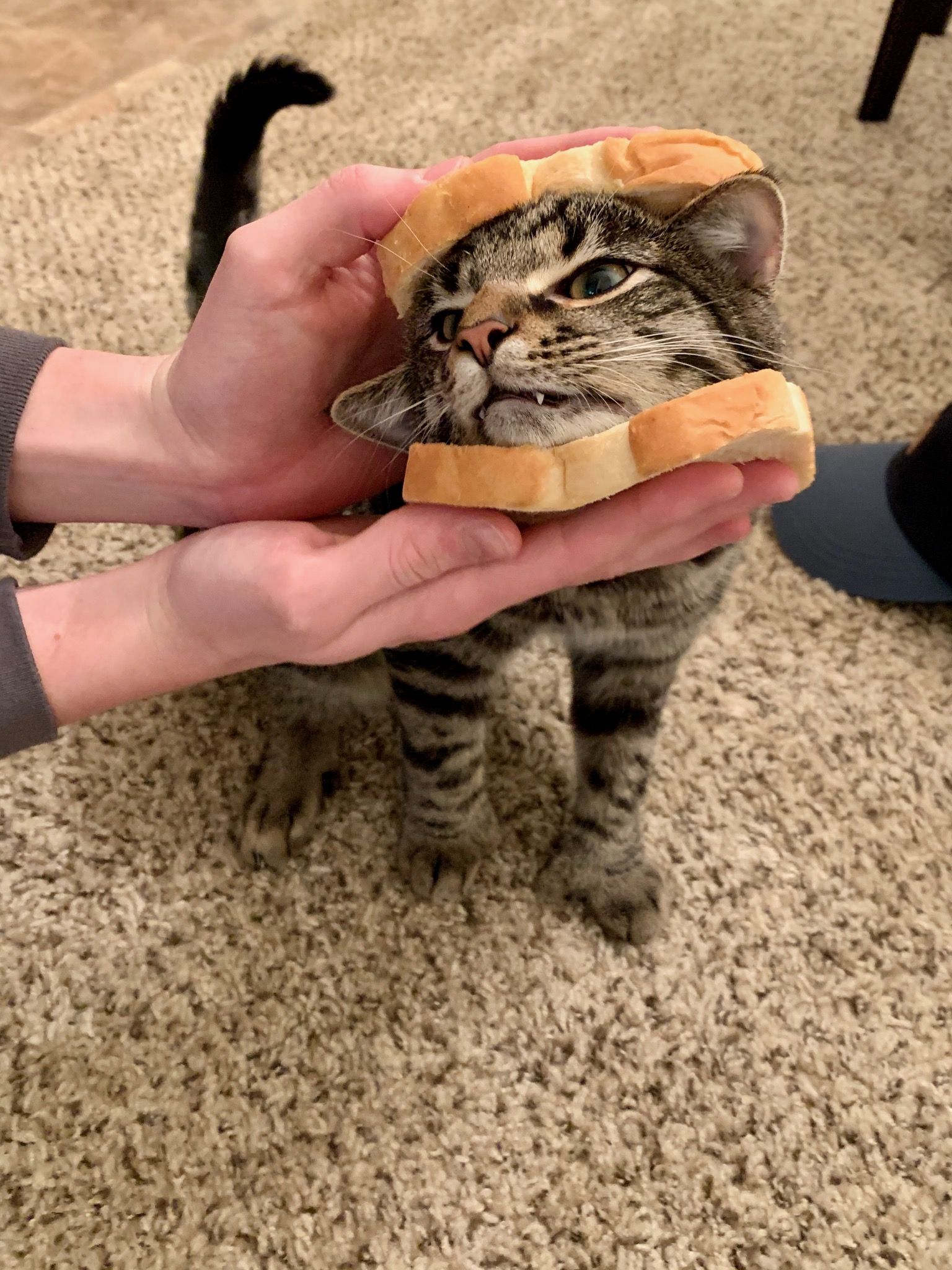 He sandwich.