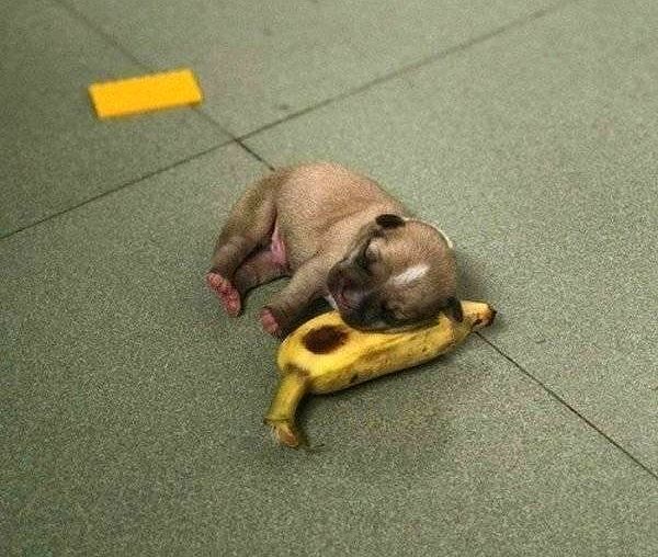Banana for scale...