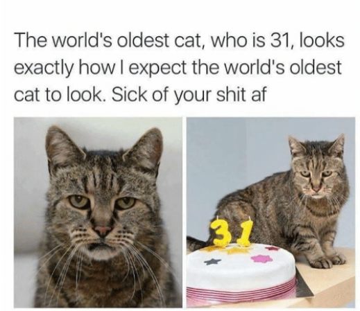 The World's Oldest Cat
