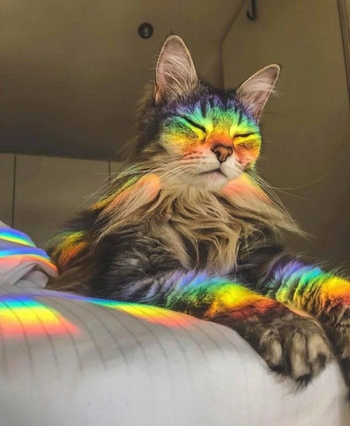 Rainbow Cat absolves your sins. Praise and go on with your new life
