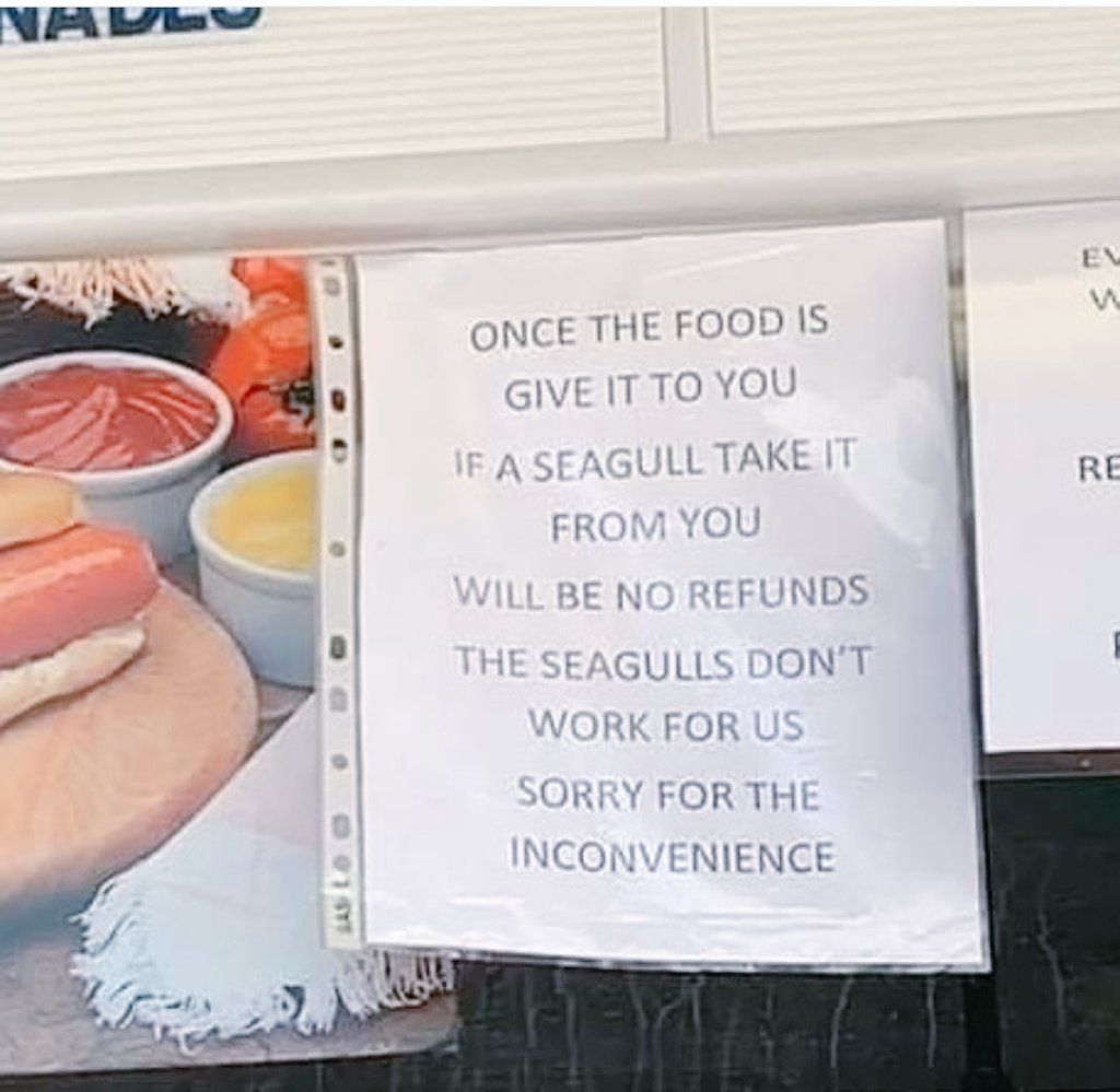 Seagulls are thugs