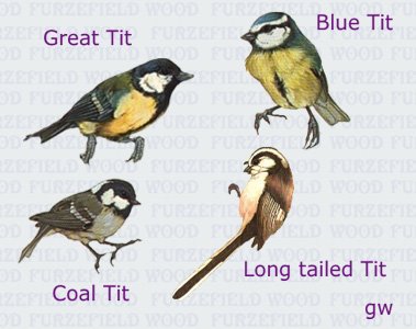 Here, have some tits!