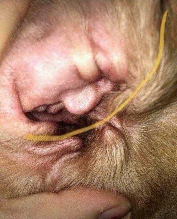 a familiar face inside dogs ear
