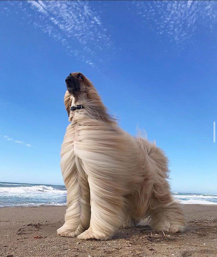 This dog looks like the main character of the movie just asked "Seriously. WHAT is your deal?!" And he's about to launch into his back story...