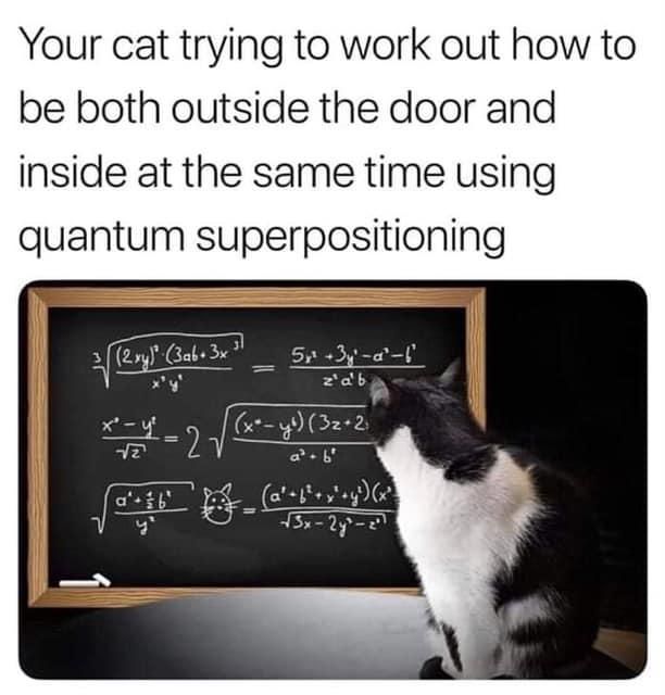 Quantum cat.