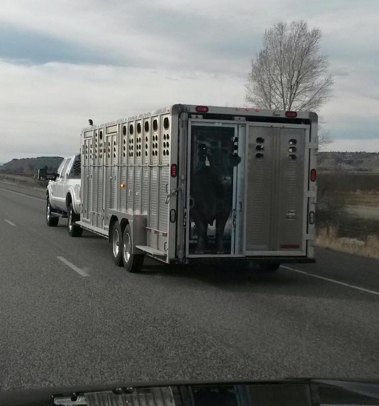 Friend said he couldn’t switch lanes quick enough when he saw this - only to get close enough to realize it was a sticker. A cow owner with an amazing sense of humor!