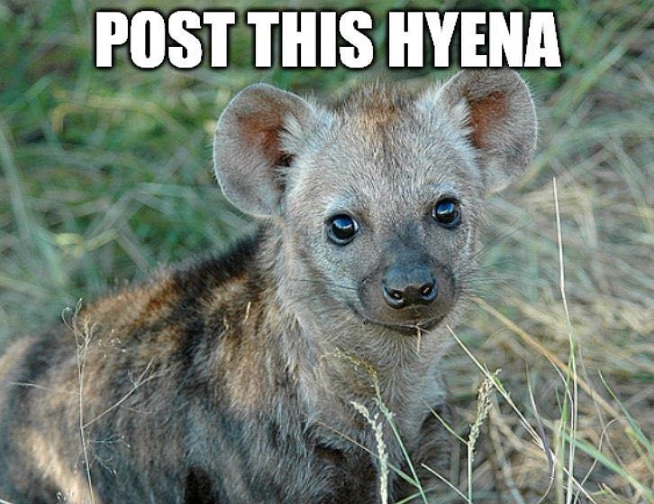 post the Hyena you coward, do it
