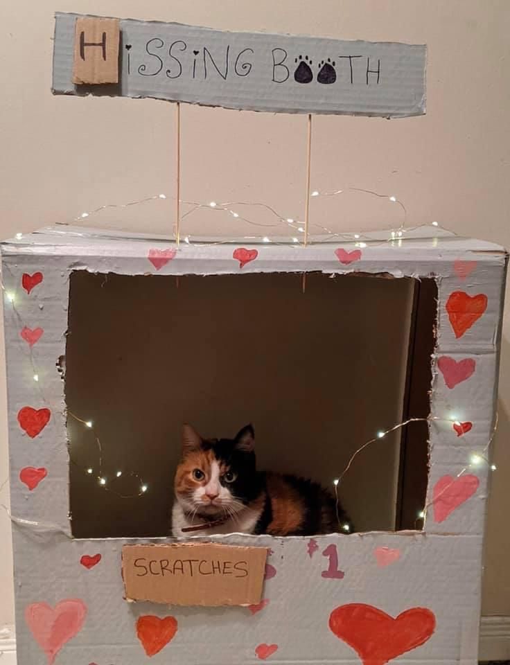 Happy Valentine’s Day from Scratches the cat.