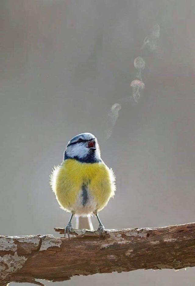 Songbird blowing rings