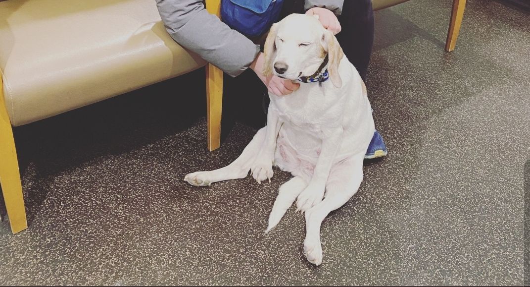This dog ate a weed gummy and had to go to the emergency room on Valentine’s Day.