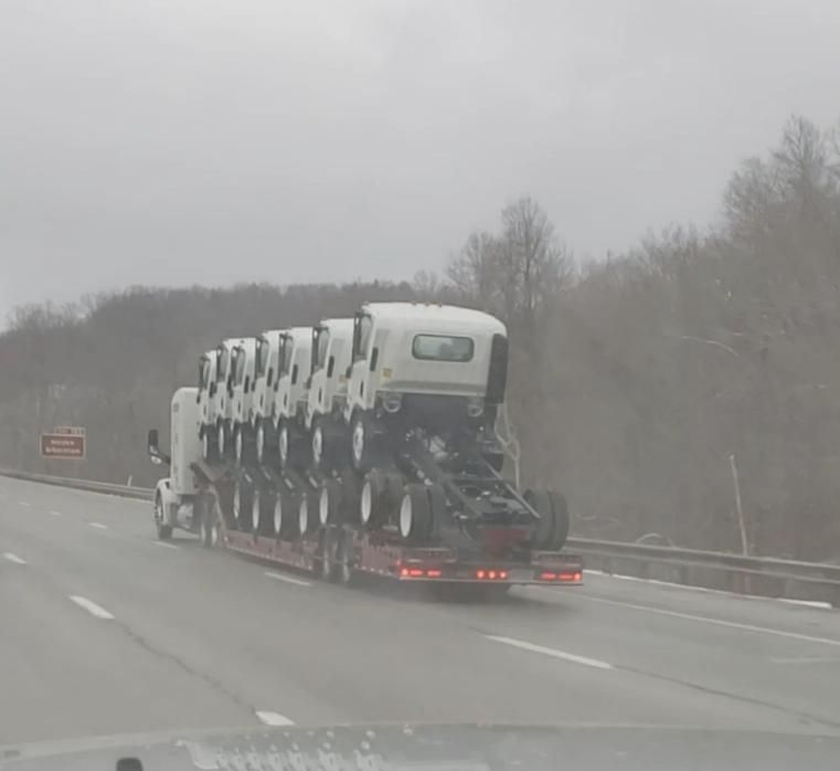 A rare glimpse of a mother truck and her trucklings in the wild