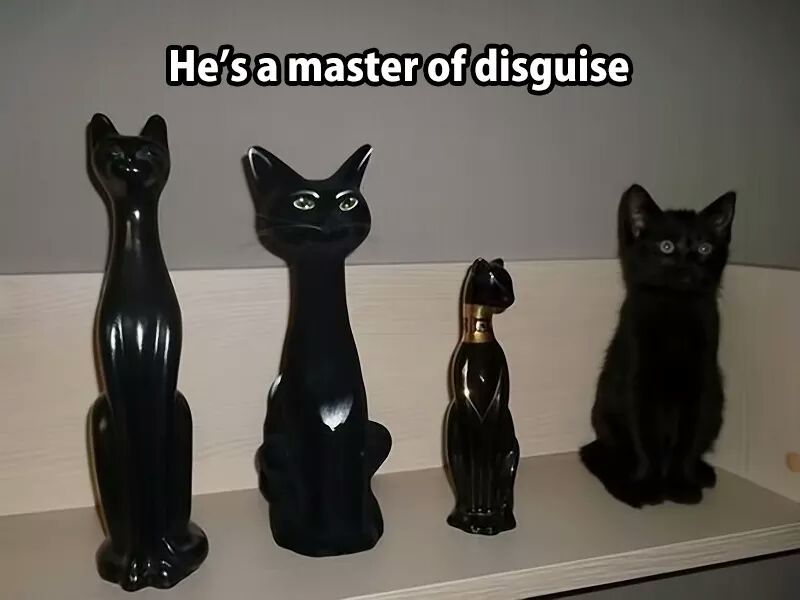 He's a master of disguise