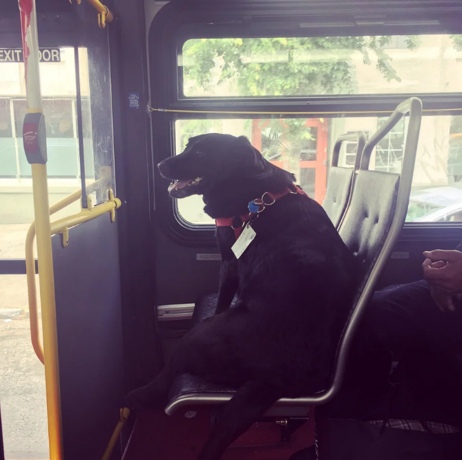 So this is Eclipse. Every day she leaves her house by herself, and takes the bus downtown to the dog park. She even has her own bus pass attached to her collar.