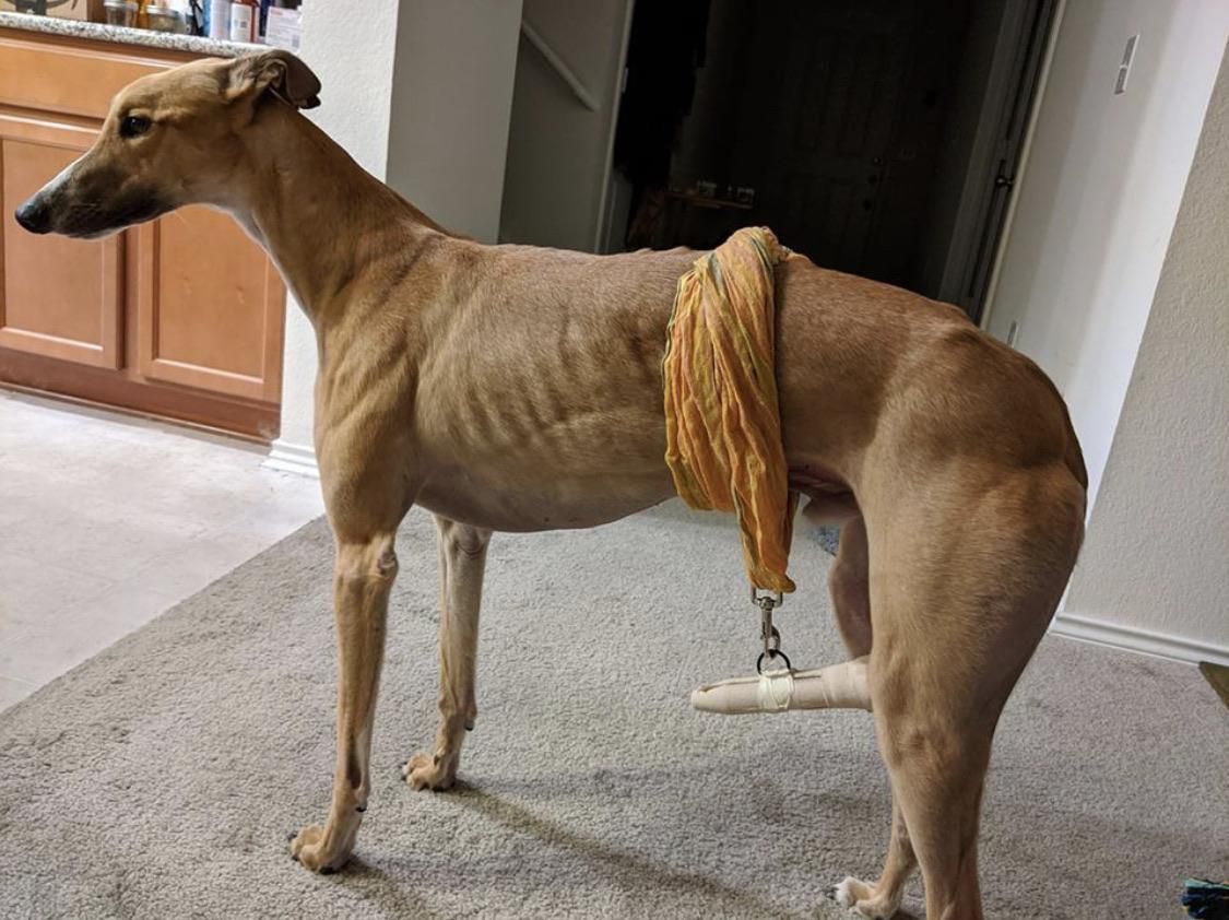 A friend’s dog had an accident to her tail so they came up with a unique sling to keep the tail stabilized and I cannot stop laughing at it.
