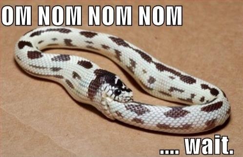 Om nom nom