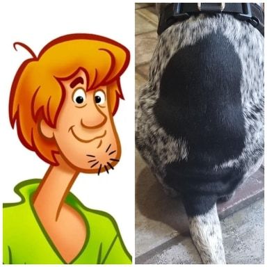 We finally figured out what the spot on our dog's back looks like.