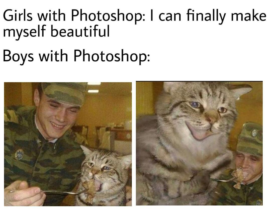 *cats with photoshop