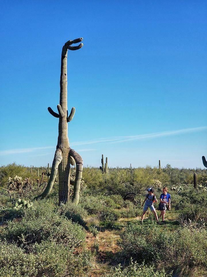 I’ve always wondered what a T-Rex cactus would look like.