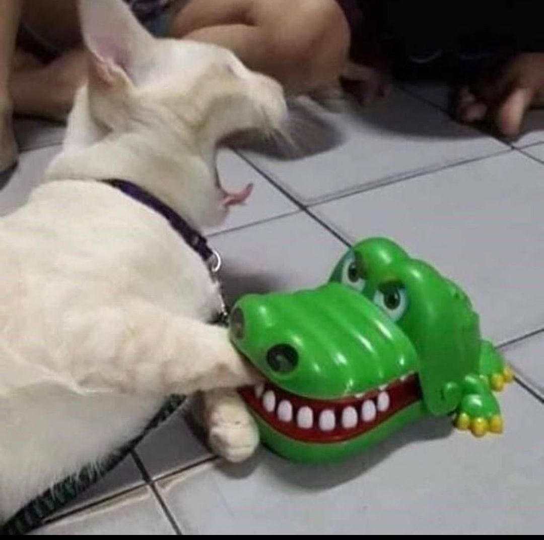 Cat get eaten by alligator