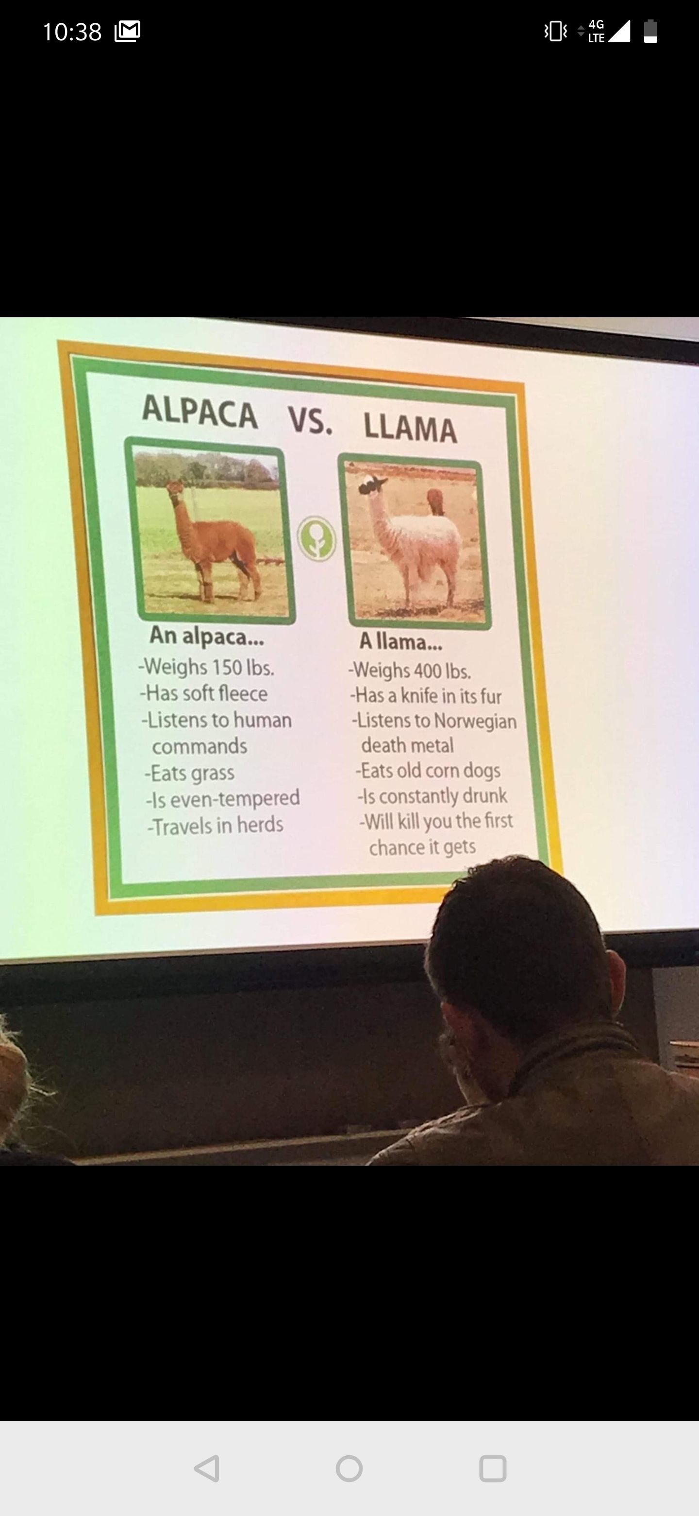 An alpaca has two llama legs.