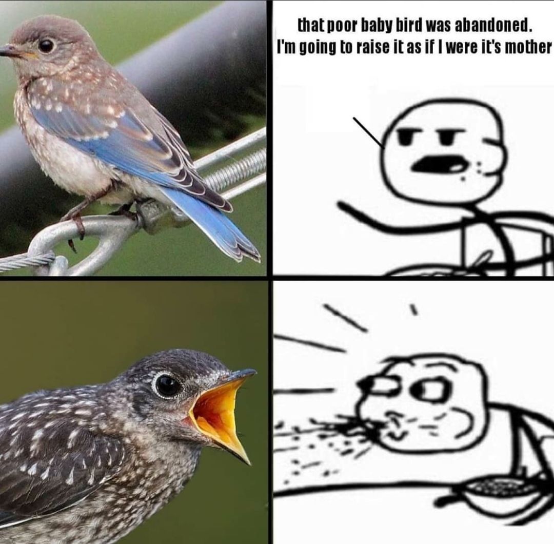 i bet he's going to grow up and become a big strong eagle