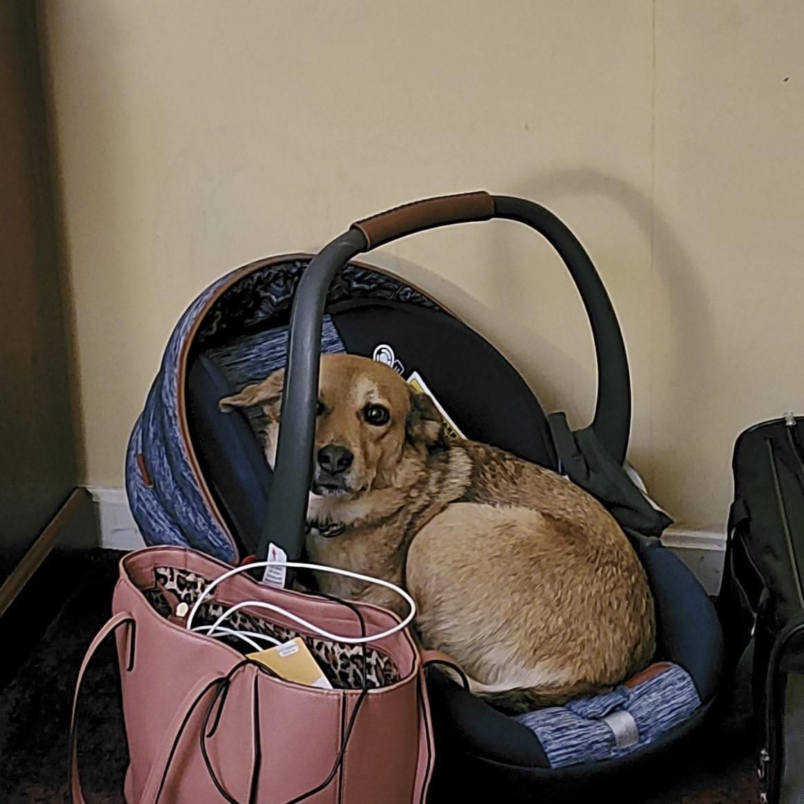My husband and I are traveling with our baby, cat, and dog. We stopped at a hotel for the night to get some rest, and I couldn’t find my dog. I look around and see this.