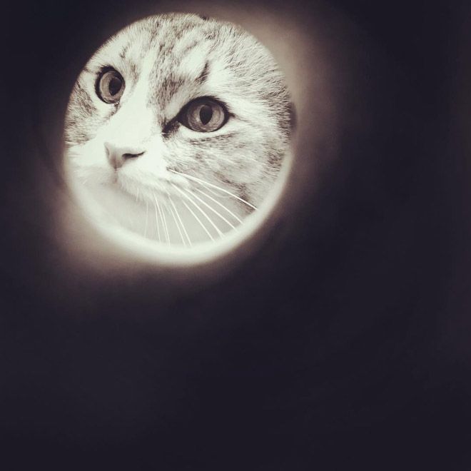 Toilet roll + Cat = Moon???