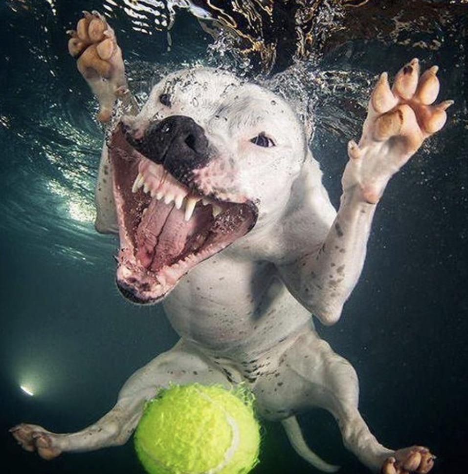 Water attack doggo
