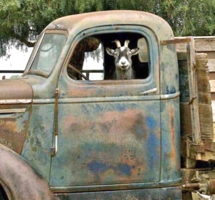 It’s a goat, my Lord, in a flatbed Ford slowin down to take a look at me...