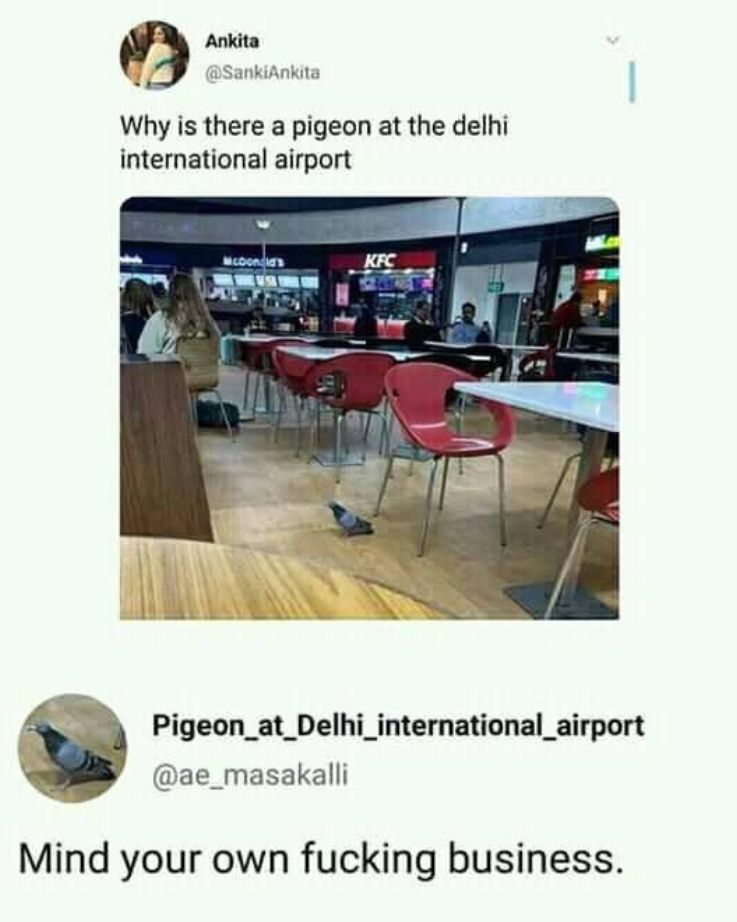 Delhi Pigeon