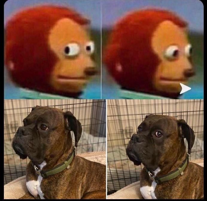 Got a picture or two of my dog, his facial expressions looked similar.