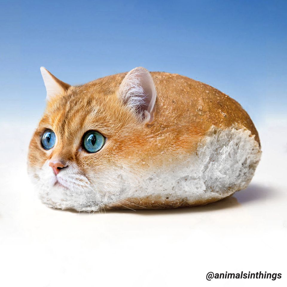 I photoshop animals into things. Here's a cat in a bread roll.