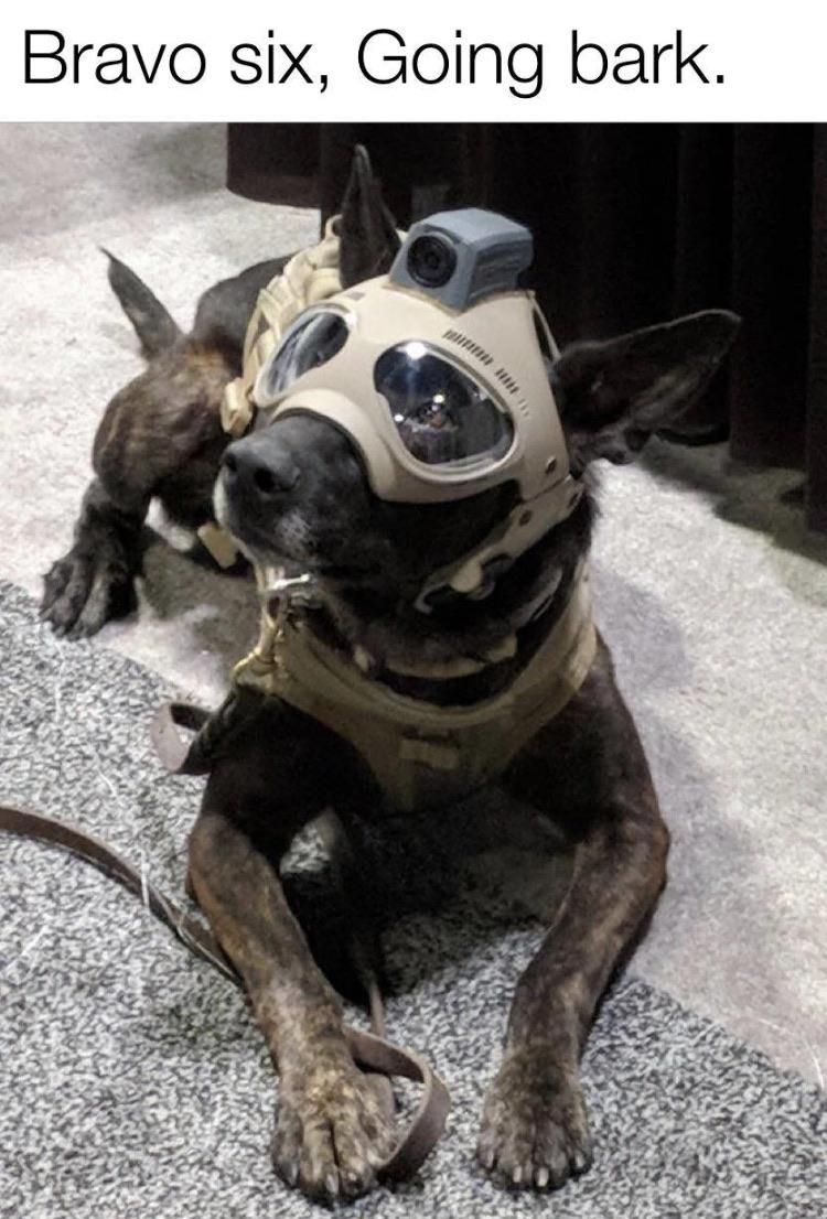 TACTICAL WOOF IMBOUND