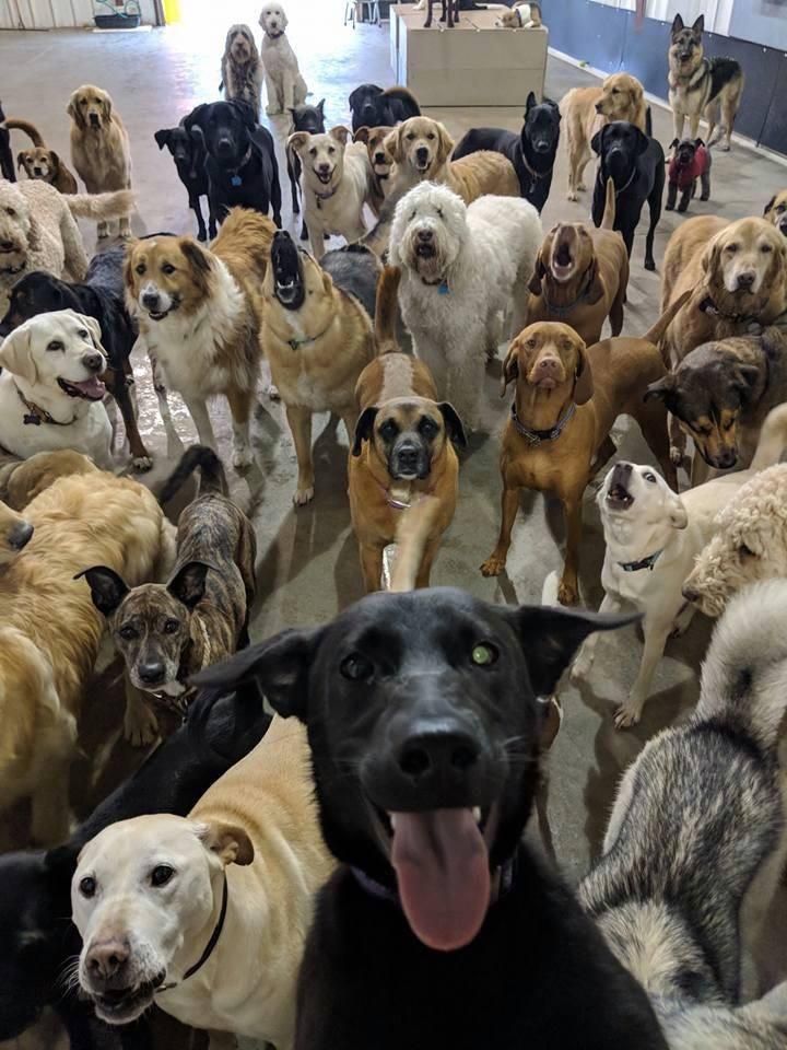 Black lab takes selfie with 3 dozen of his mates at a local Doggie Daycare