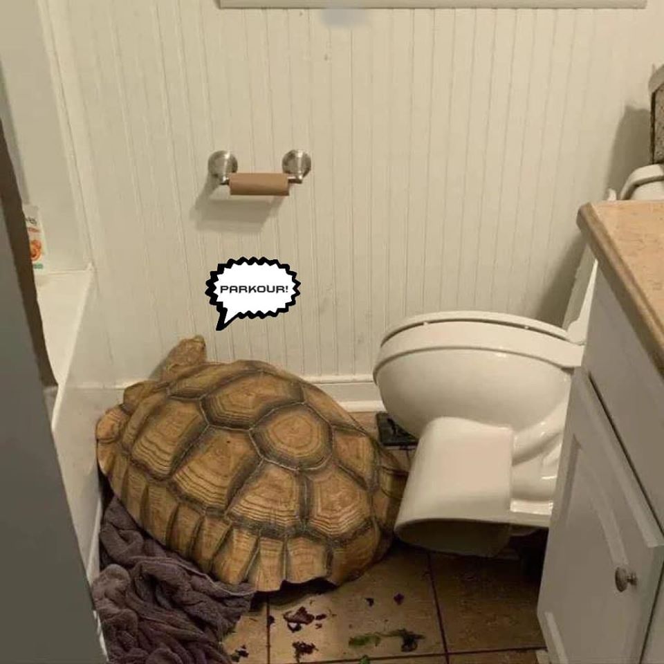 Turtley Hardcore