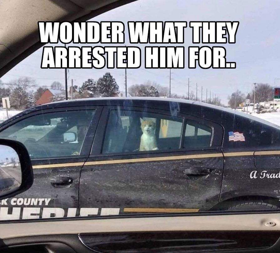 Cat Arrest