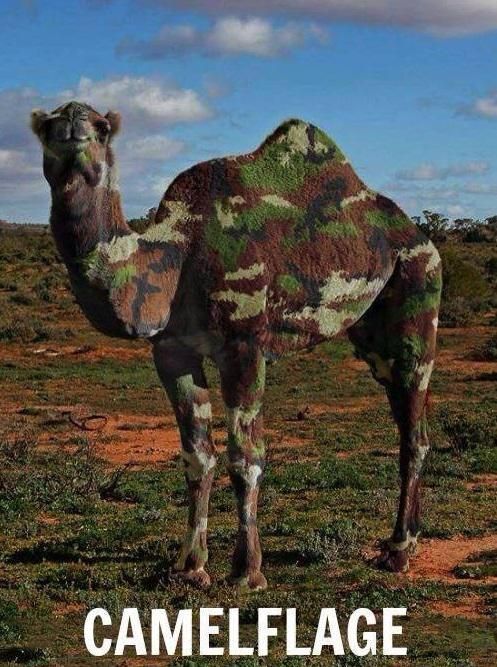 The SAS of camel warfare.