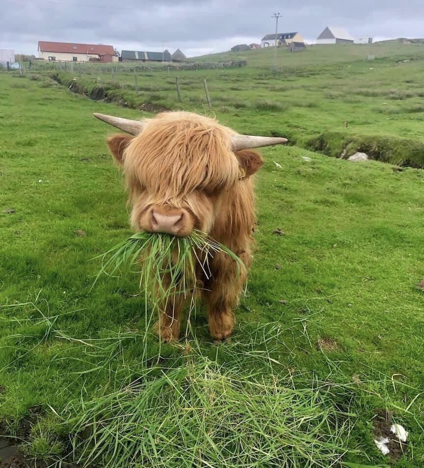 A highland cow munching on some lunch