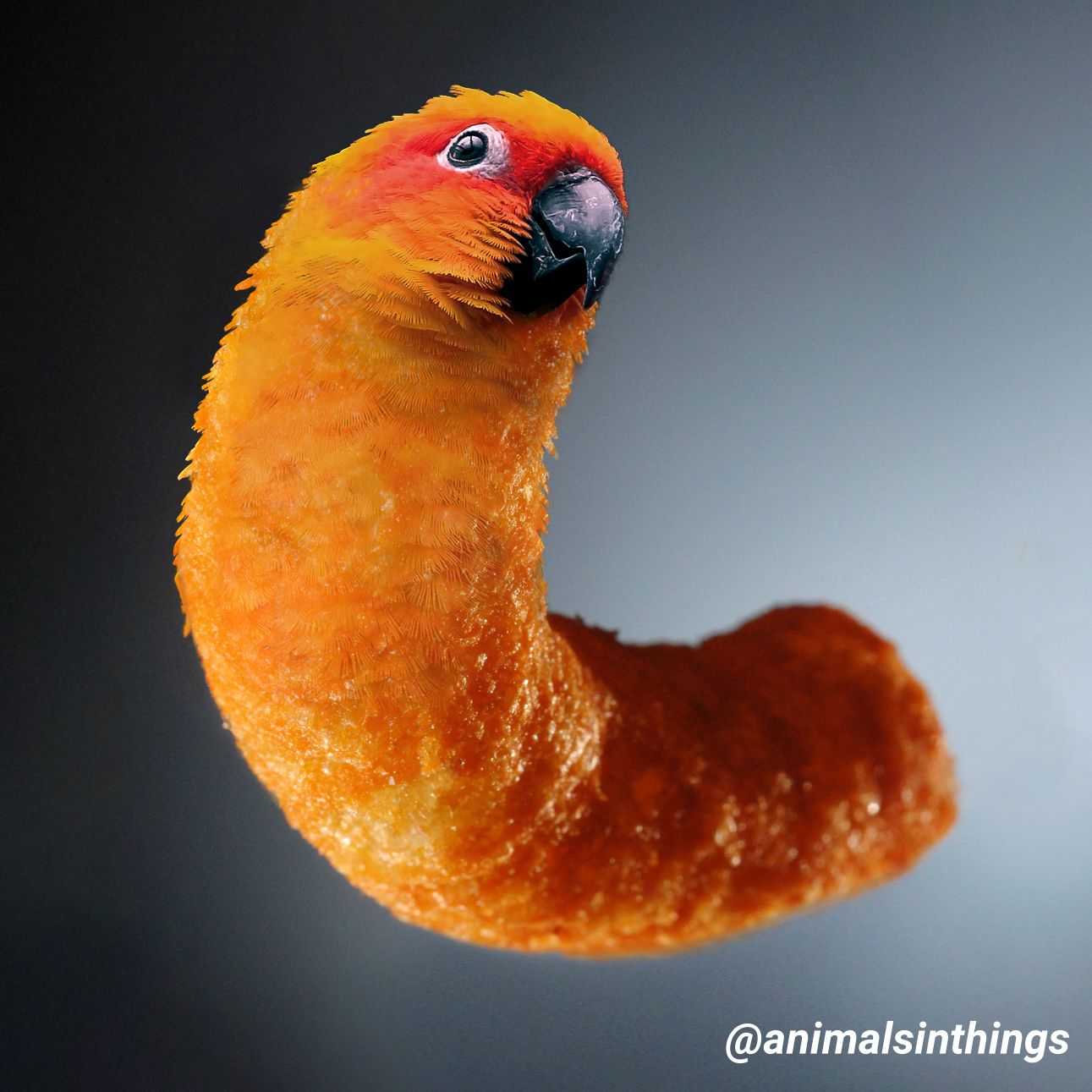I photoshopped a Parrot into a Cheeto because why not?