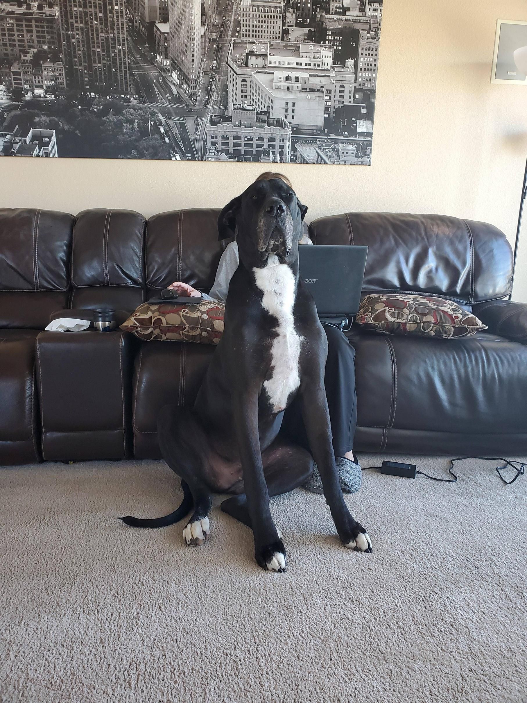 Taking a picture of my wife..then... Great Dane problems...