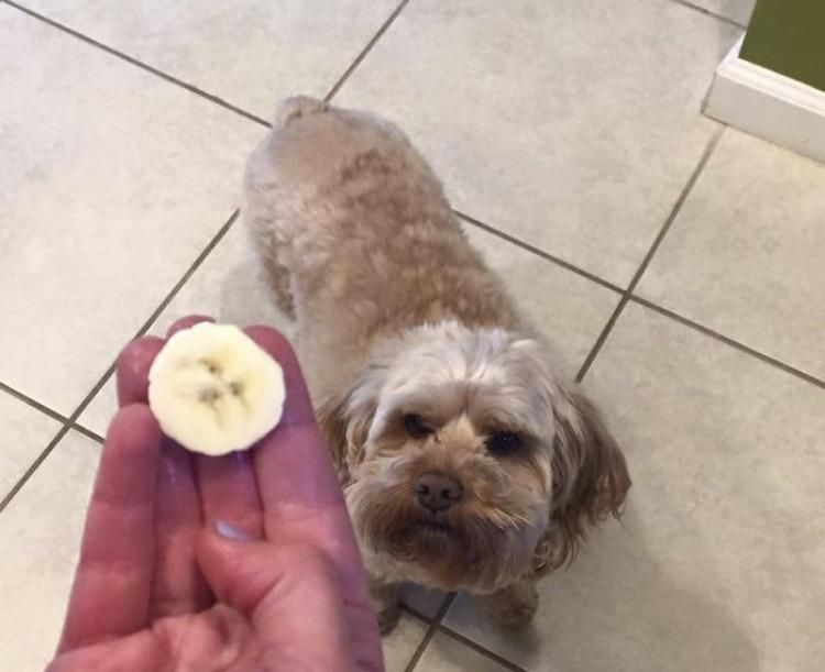 Bananas also share DNA with dogs...