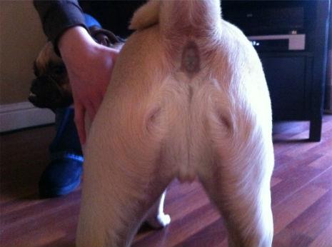 Jesus is an ass