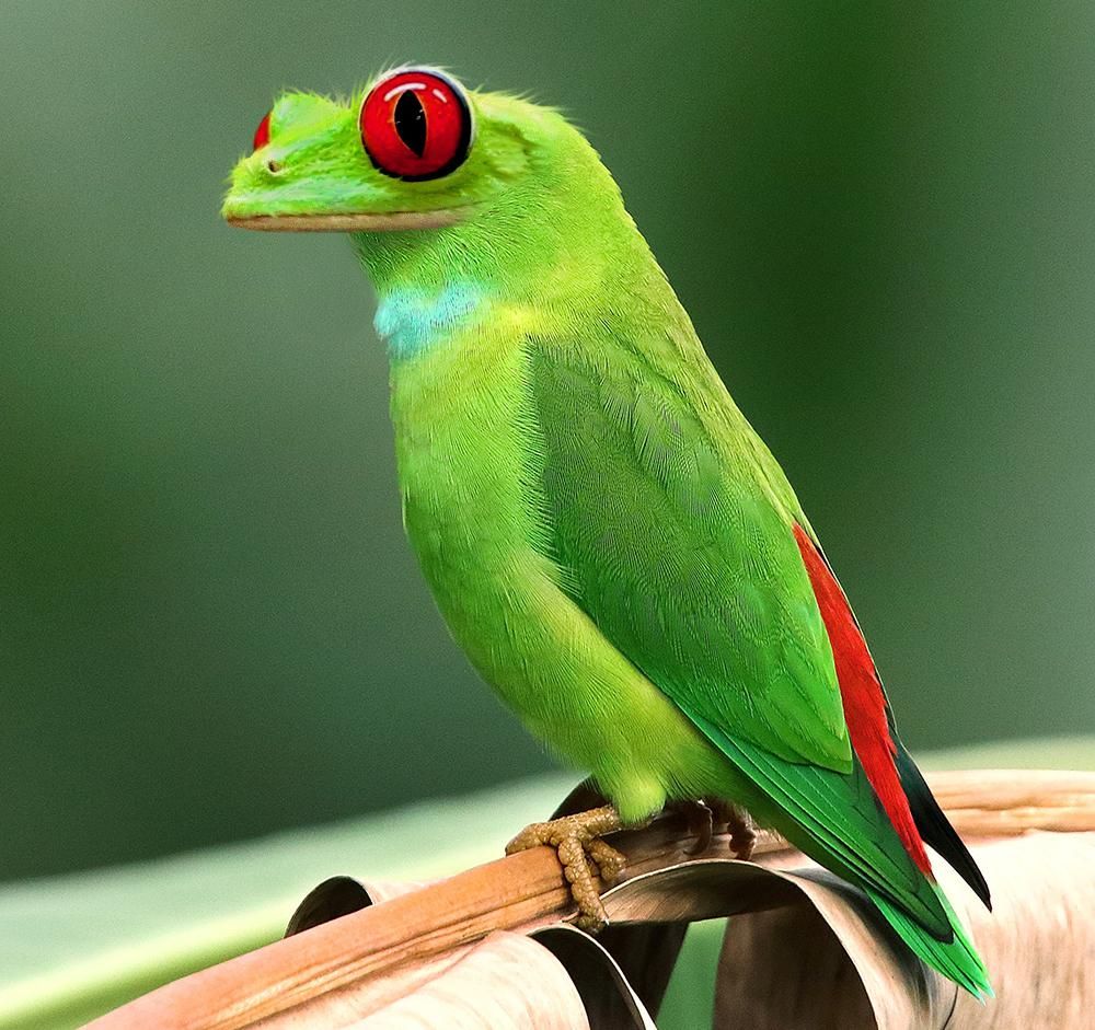 This tree frog bird I photoshopped.