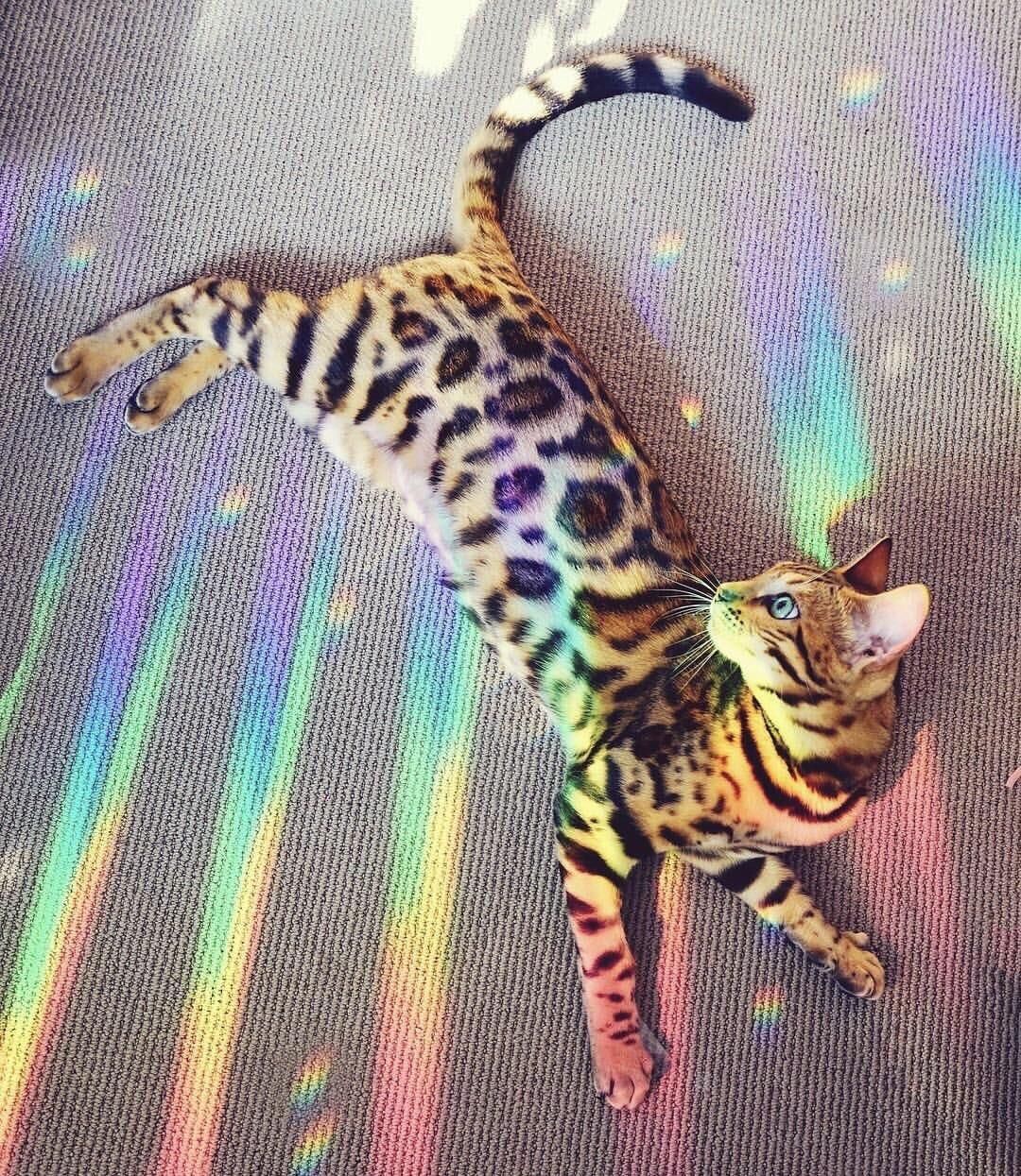Behind the scenes photo of the 'Nyan Cat' taking a break.
