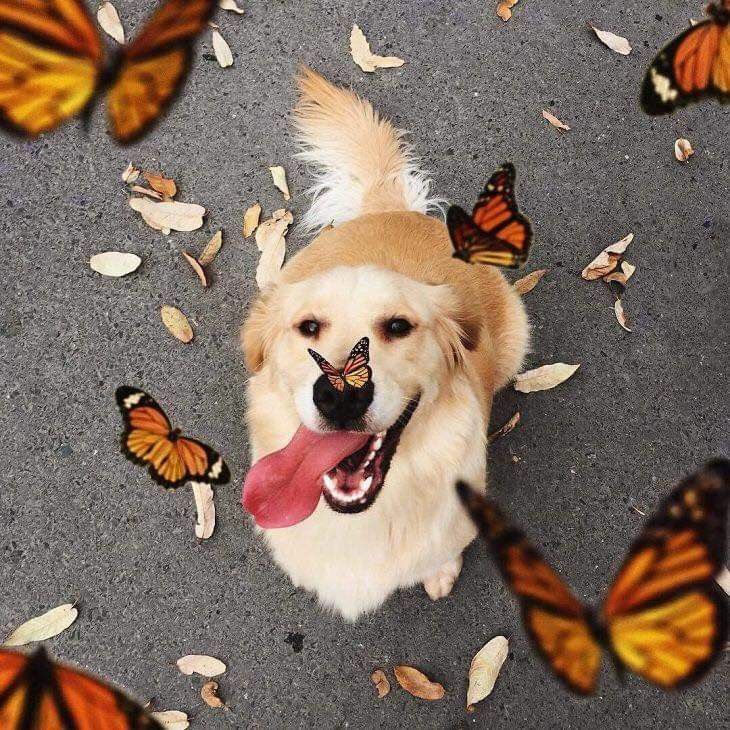 Sharing this picture of a happy doggo. Stay positive, everyone!
