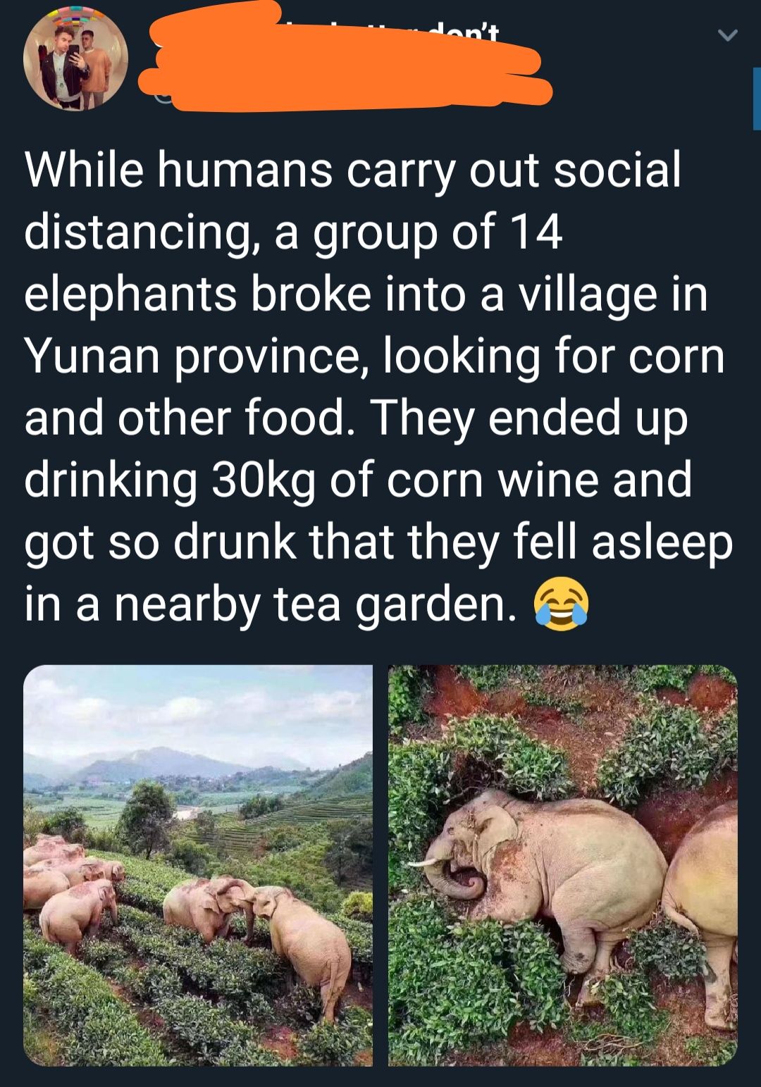 Drunk elephants shenanigans
