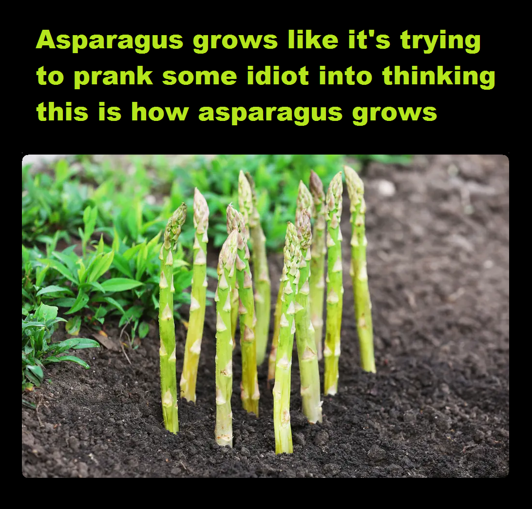 Asparagus is punking us