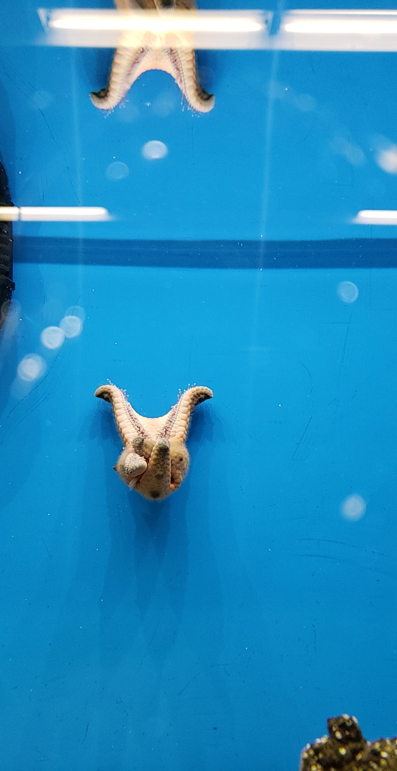 My starfish was not happy to see me today.